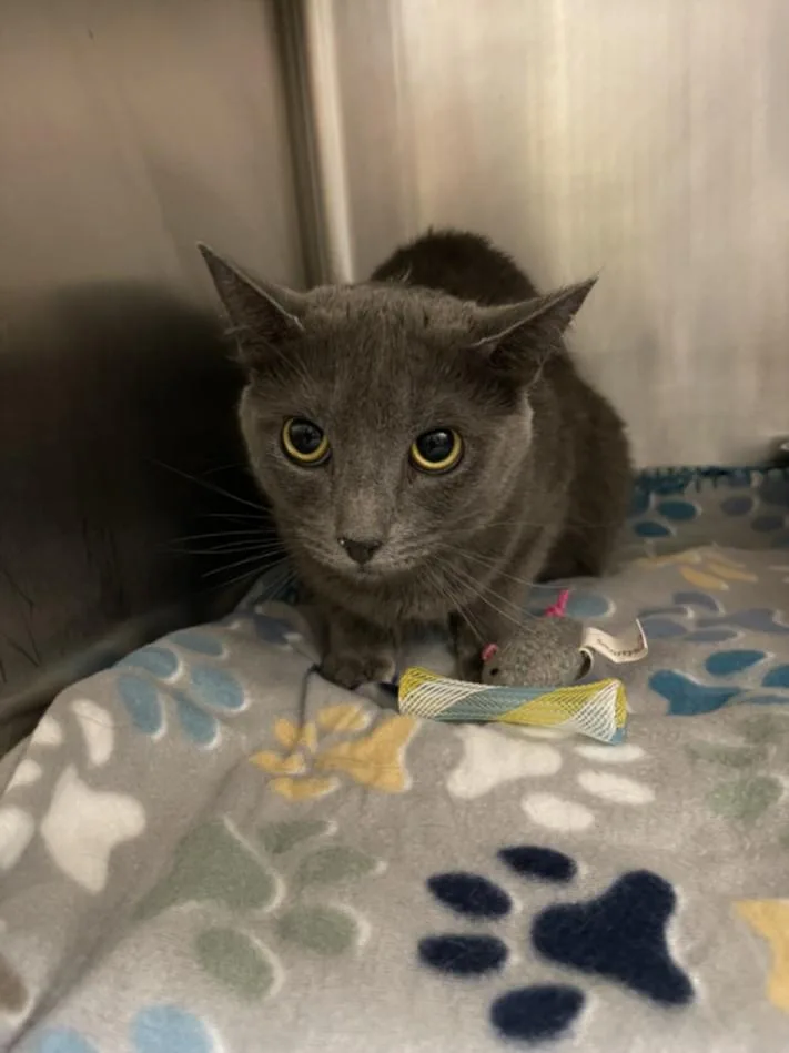 A young medium-sized female Domestic Short Hair cat named Jade for adoption in Hagerstown, MD