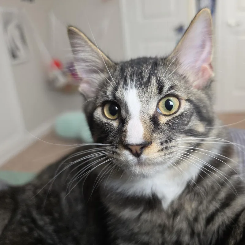 A young small-sized male Domestic Medium Hair cat named Maple for adoption in Hopewell, VA