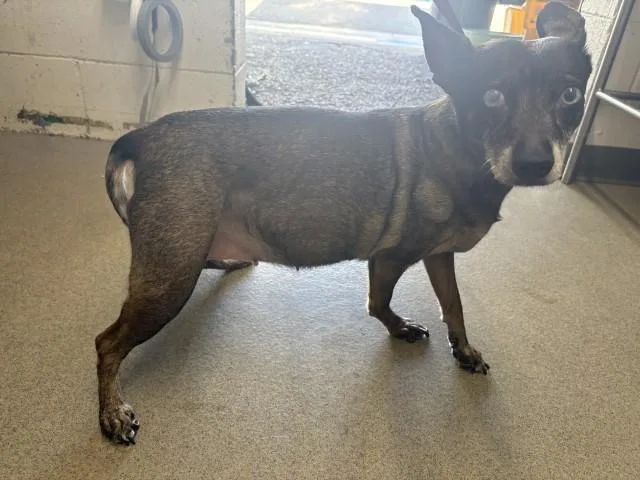 An adult small-sized female Chihuahua dog named Pumkin for adoption in San Bernardino, CA