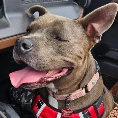 An adult medium-sized female Gray / Blue / Silver American Staffordshire Terrier dog named Mya for adoption in Detroit, MI