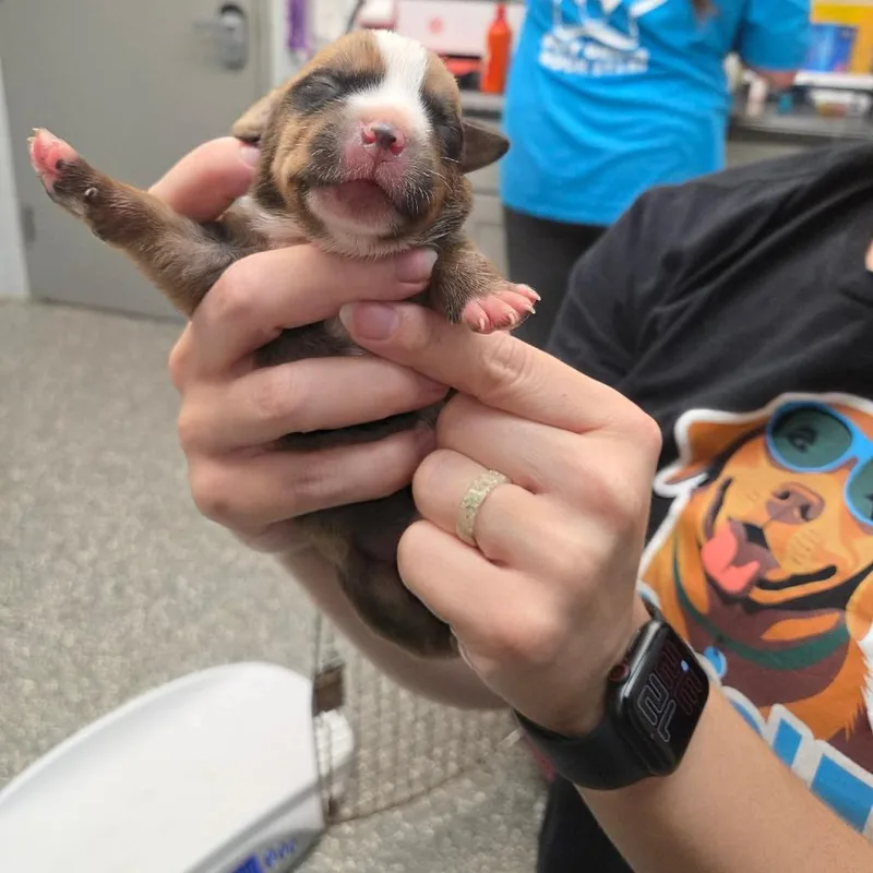 A baby small-sized male Hound dog named Raspberry for adoption in Waynesboro, PA