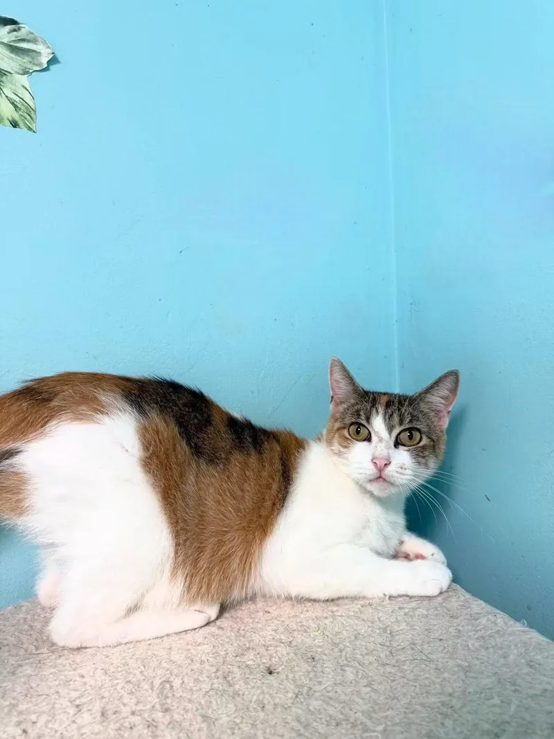 An adult medium-sized female Calico Domestic Short Hair cat named Katurah for adoption in Freeport, NY