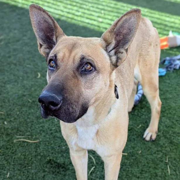 A young large-sized male German Shepherd Dog dog named Canelo for adoption in Las Vegas, NV