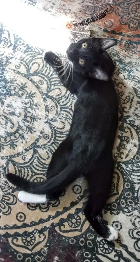 Dumpster Fire thumbnail 4