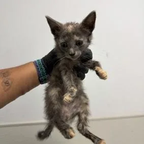 A baby small-sized female Tortoiseshell Domestic Short Hair cat named Kona for adoption in Escondido, CA
