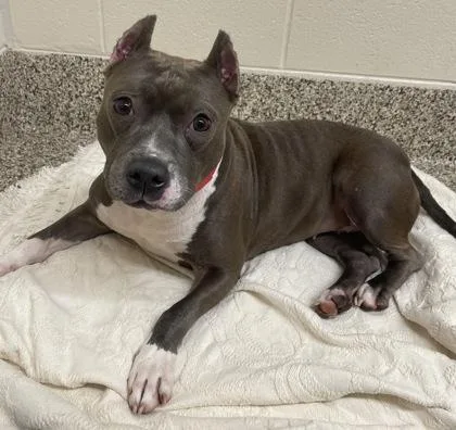 An adult large-sized female Pit Bull Terrier dog named Charity for adoption in Westland, MI