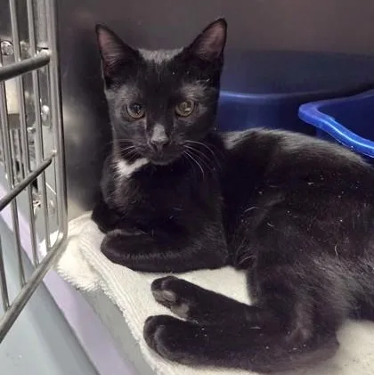An adult medium-sized male Domestic Short Hair cat named Sylvester for adoption in Worcester, MA