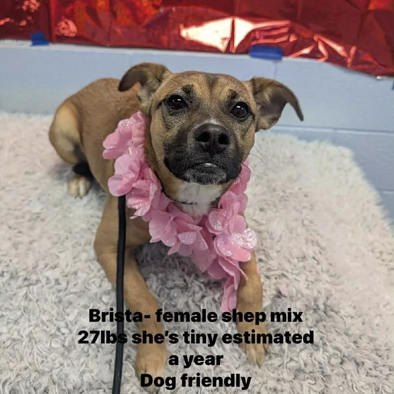 Brista