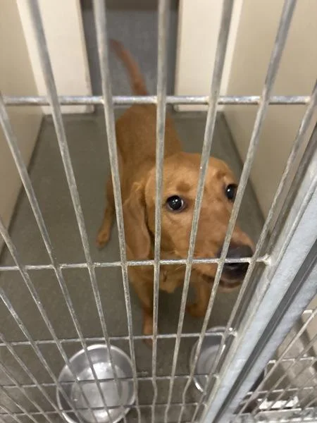 A young medium-sized female Golden Retriever dog named River for adoption in Vancouver, WA