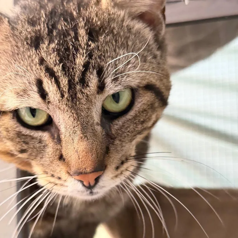 An adult small-sized male Brown / Chocolate Domestic Short Hair cat named Steve Tyler for adoption in Long Beach, CA