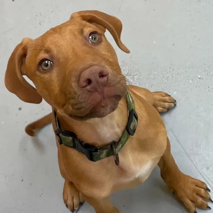 A baby medium-sized male Red / Chestnut / Orange Hound dog named Derwin for adoption in Briarcliff Manor, NY