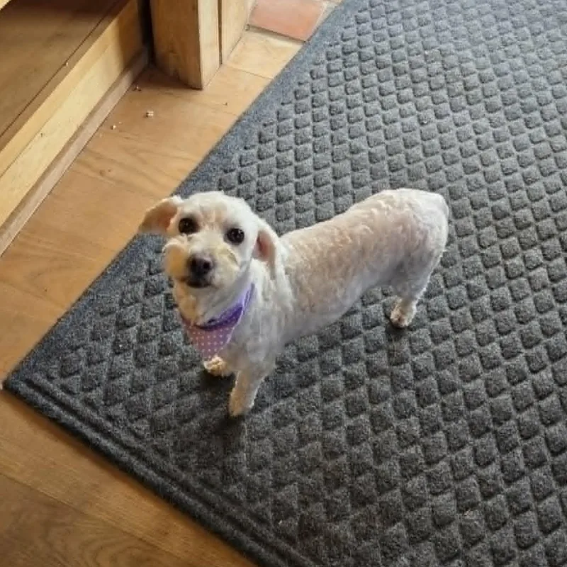 Stella thumbnail 6