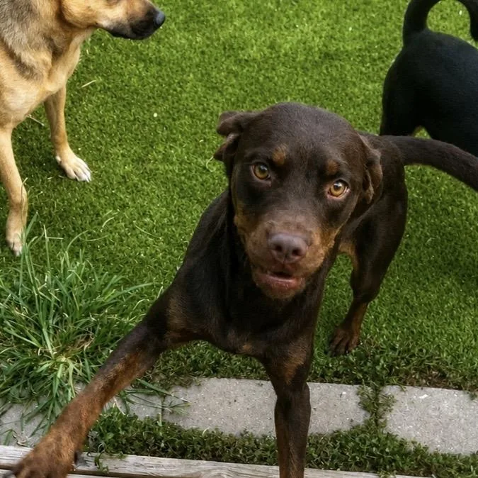 A young medium-sized female Mixed Breed dog named Dulce  the sweetest for adoption in Houston, TX