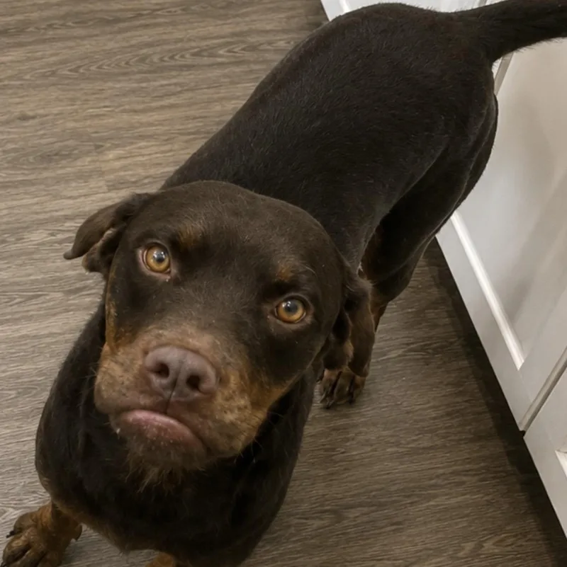 Dulce  the sweetest thumbnail 3