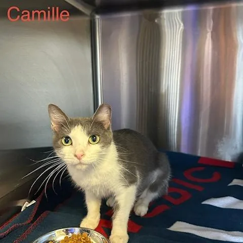 Camille