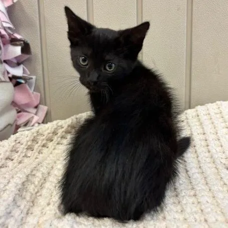 A baby small-sized male Black Domestic Short Hair cat named Dopey for adoption in Hawthorne, CA