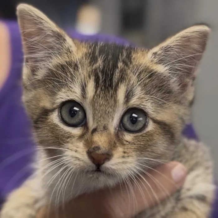 A baby small-sized female Brown / Chocolate Domestic Short Hair cat named Lilly for adoption in Midland, TX