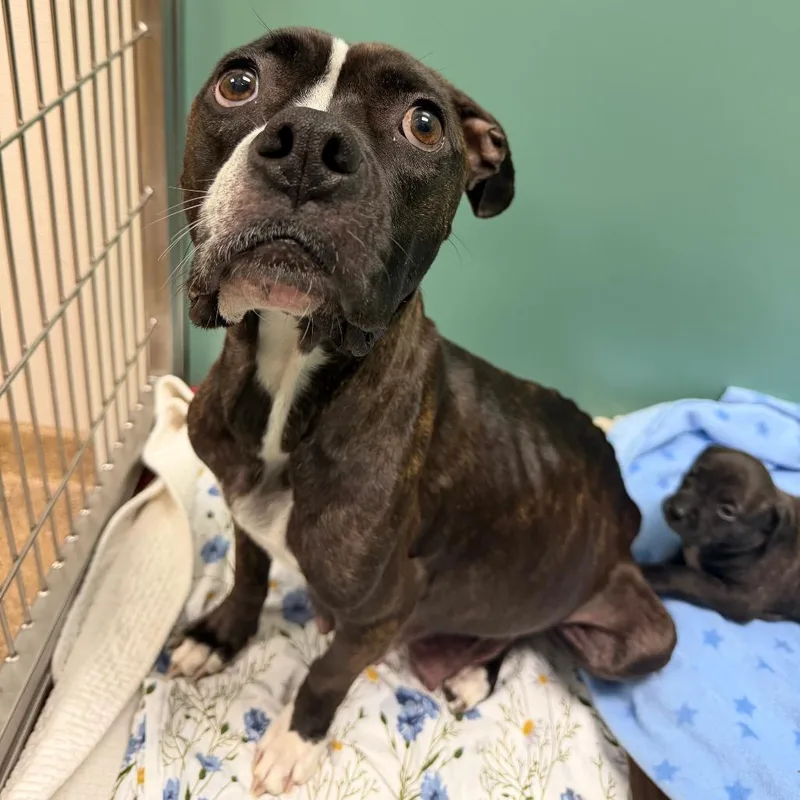 Morissette thumbnail 3