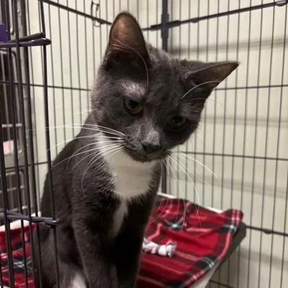 An adult small-sized female Domestic Short Hair cat named Melody for adoption in Lawrenceville, GA