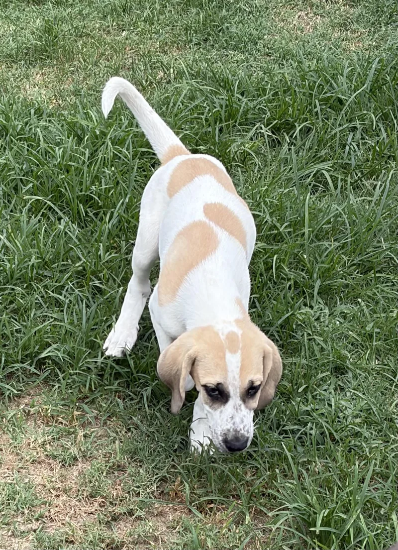 Greta