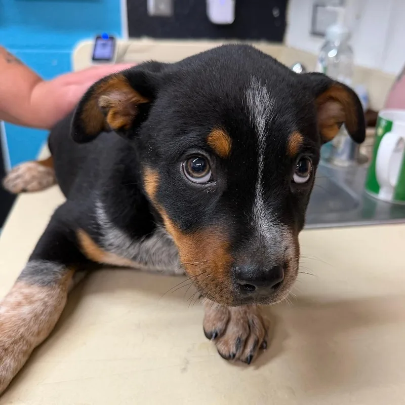 A baby small-sized male Black Australian Cattle Dog / Blue Heeler dog named Cowboy for adoption in Ardmore, OK