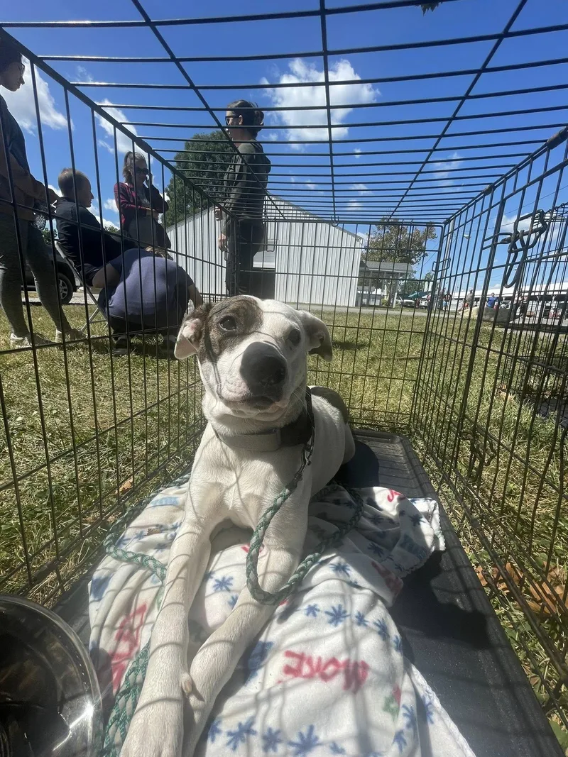 An adult large-sized female Pit Bull Terrier dog named Astrid for adoption in Terre Haute, IN