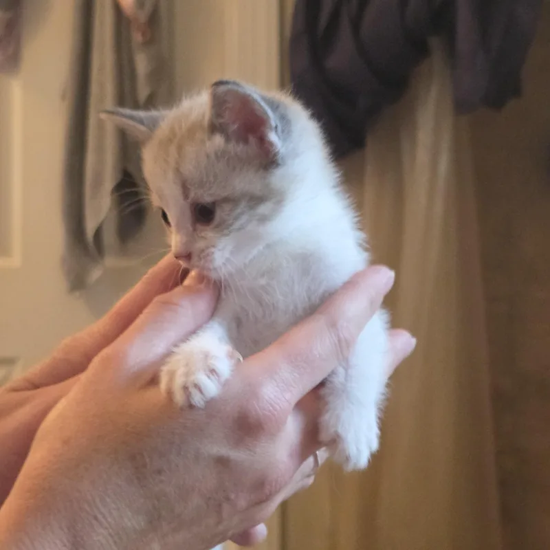 A baby medium-sized female Domestic Short Hair cat named Peaches for adoption in SNOW HILL, NC