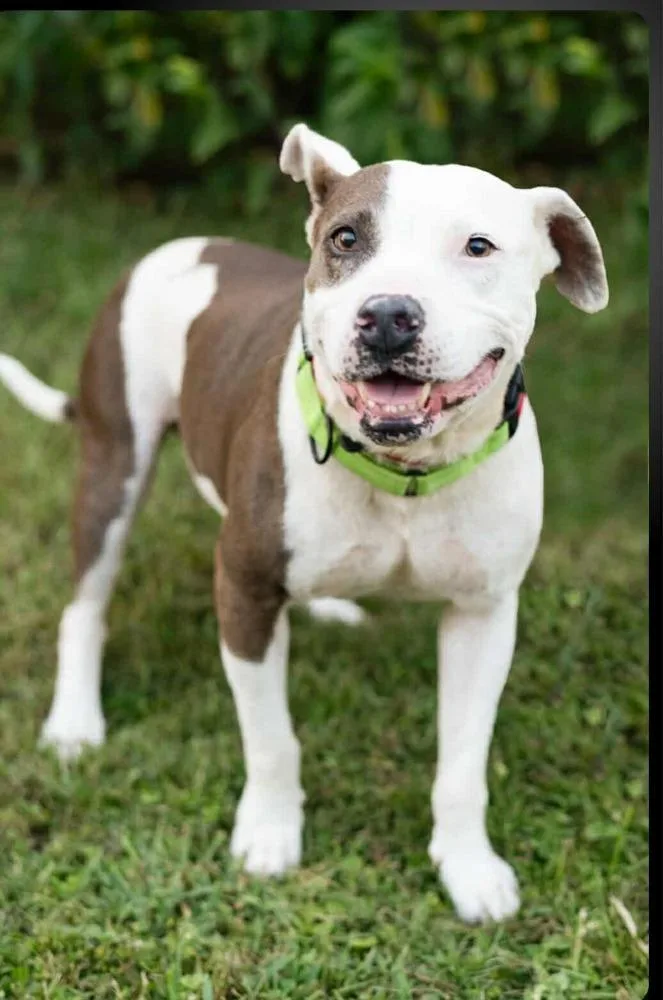 An adult medium-sized female White / Cream Pit Bull Terrier dog named Allie for adoption in Commerce City, CO