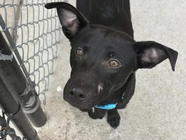 A young medium-sized male Rat Terrier dog named Midnight for adoption in Tulsa, OK
