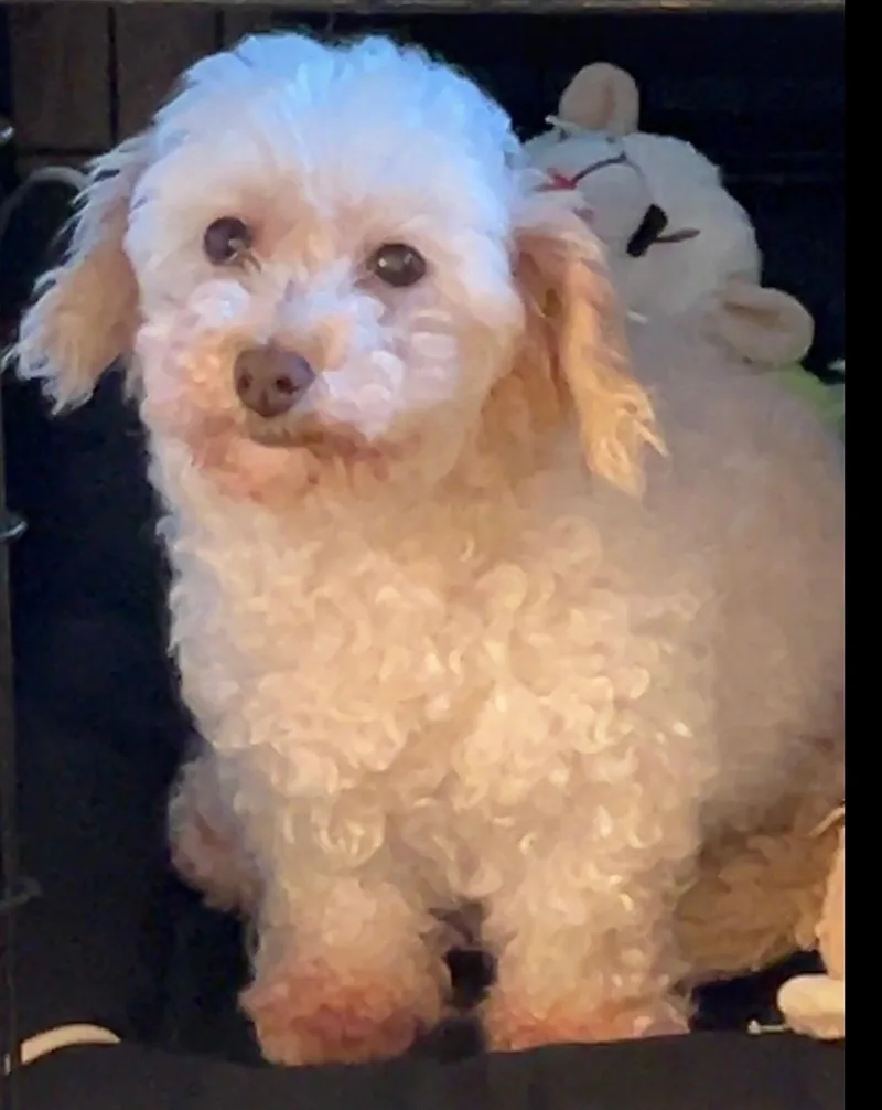 An adult small-sized female White / Cream Poodle (Toy) dog named Betsy for adoption in Lexington, KY