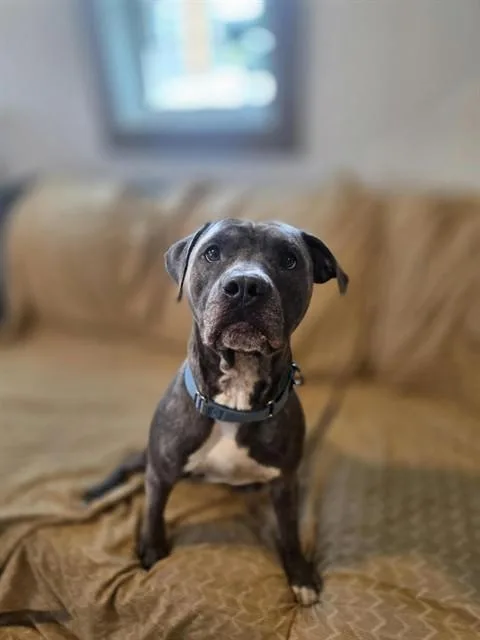 A young medium-sized male Mixed Breed dog named Ralphio for adoption in Palmetto, FL
