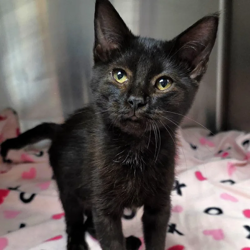 A baby small-sized female Black Domestic Short Hair cat named Wendy for adoption in Michigan City, IN