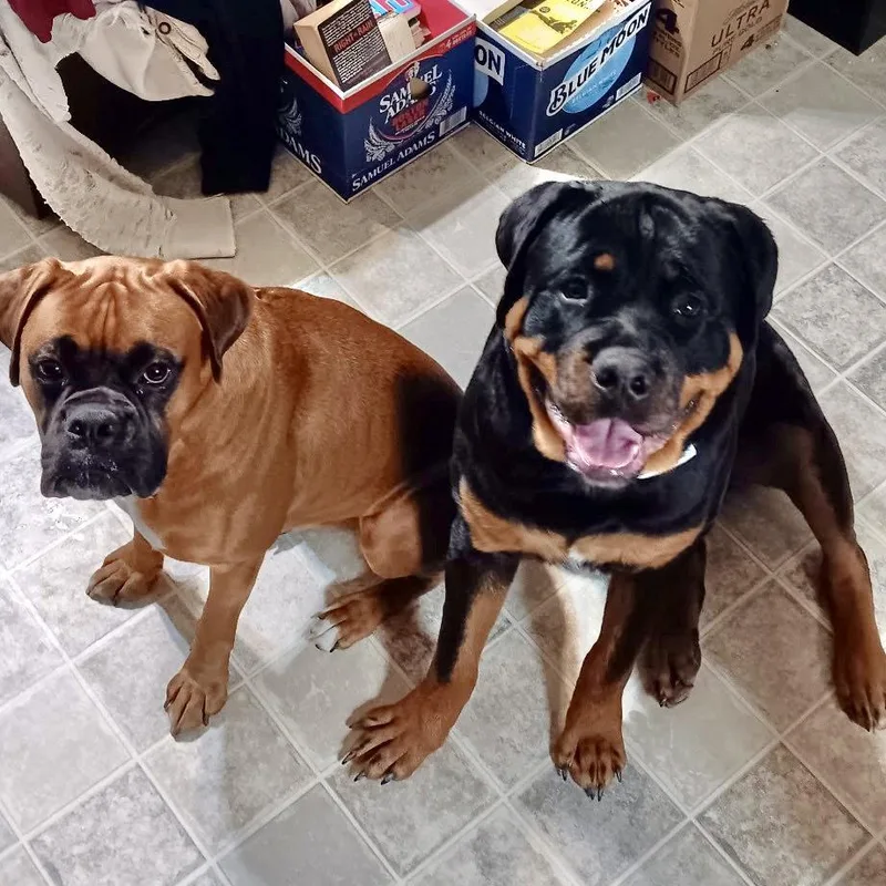 An adult large-sized male Boxer dog named Tyson Ct for adoption in Monticello, NY