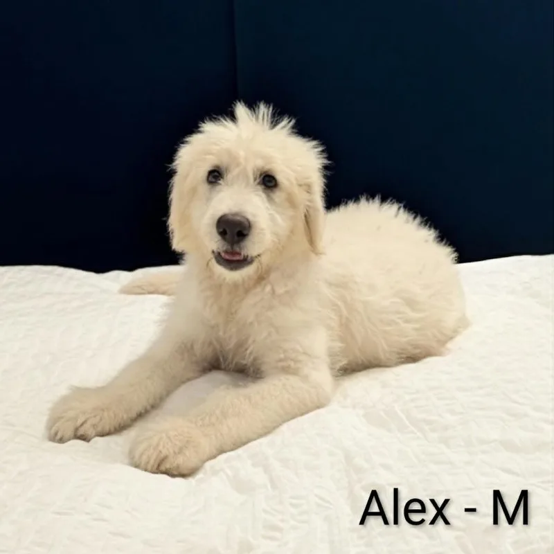 A baby extra large-sized male White / Cream Great Pyrenees dog named Alex for adoption in Griswold, CT