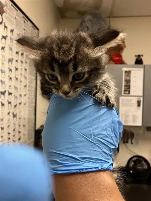 A baby small-sized female Domestic Medium Hair cat named Jupiter for adoption in Long Beach, CA