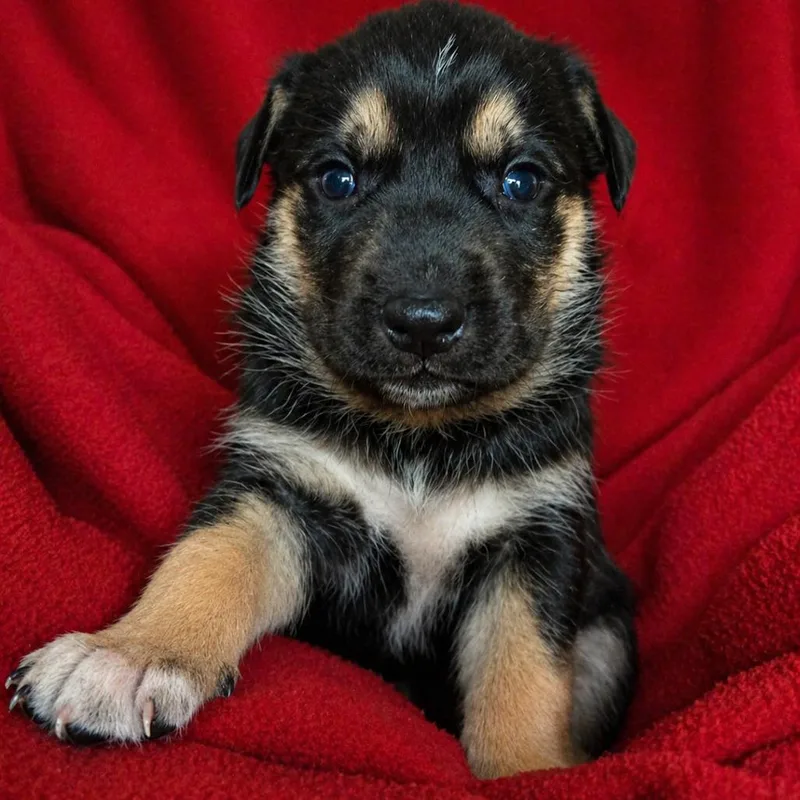 A baby small-sized female Black Husky dog named Crape Myrtle for adoption in Newport, TN