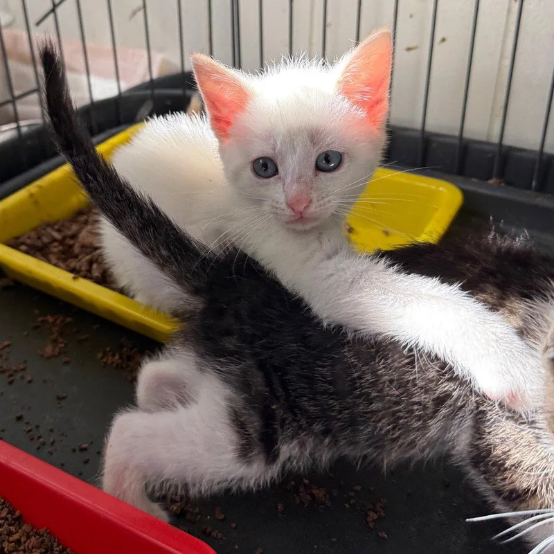 A baby medium-sized female White Domestic Short Hair cat named Baja Blast Freeze for adoption in Chico, CA