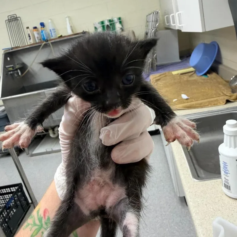 A baby small-sized female Domestic Short Hair cat named Valvoline for adoption in Bastrop, TX