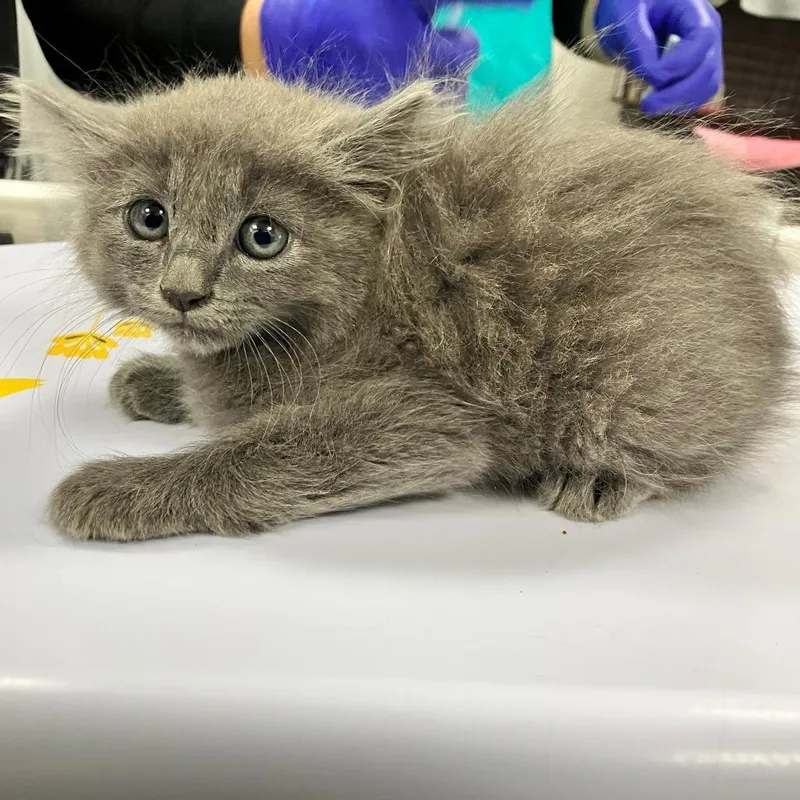 A baby small-sized male Domestic Medium Hair cat named Zigzag for adoption in Las Cruces, NM
