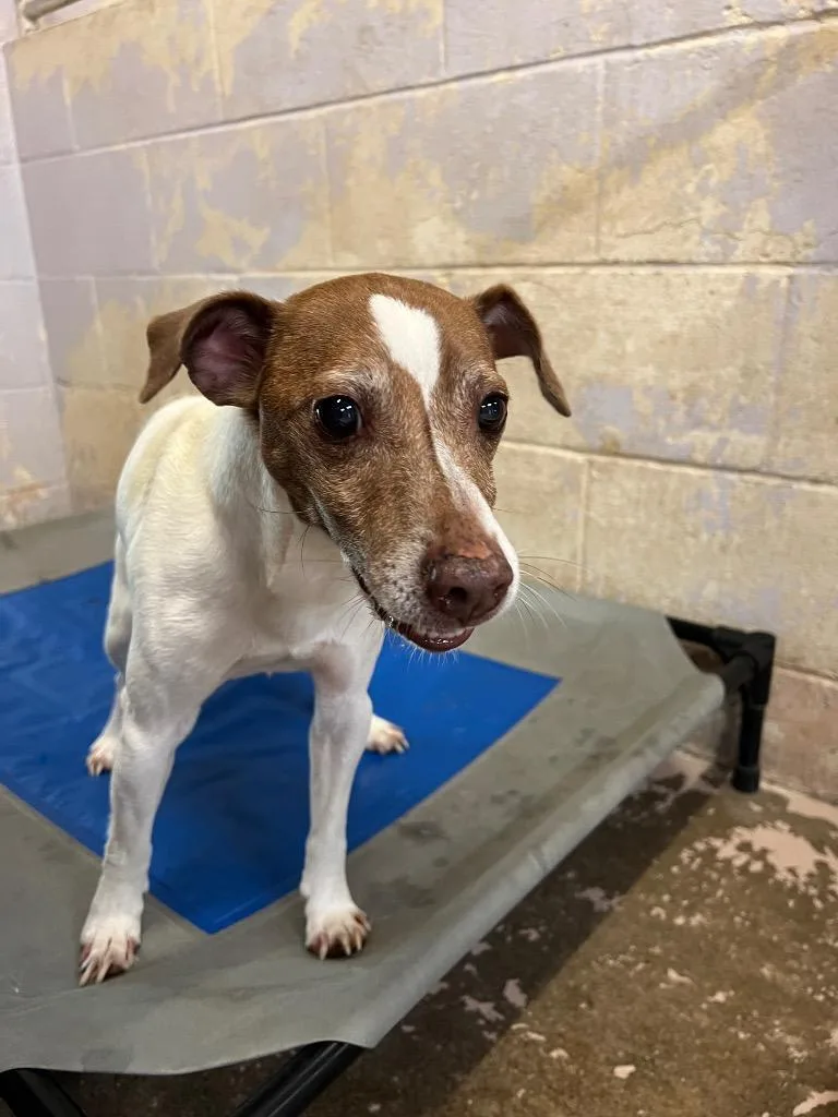 An adult small-sized male Jack Russell Terrier dog named Bandit for adoption in Troy, OH
