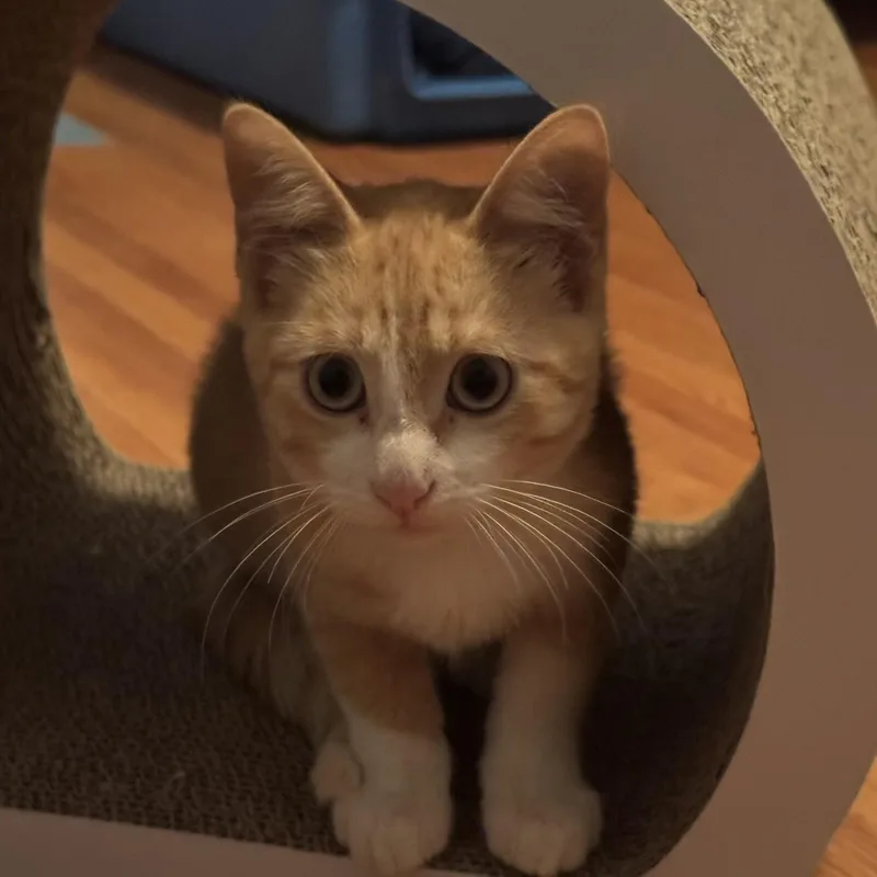 A baby medium-sized male Orange & White Domestic Short Hair cat named Bilbo for adoption in Minneapolis, MN