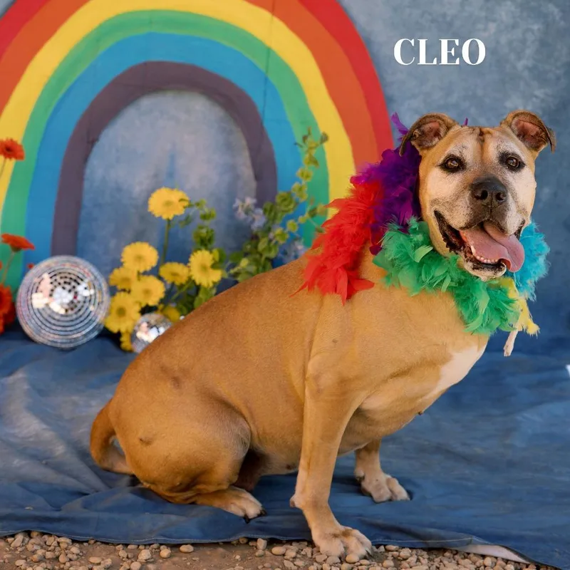 A senior large-sized female Yellow / Tan / Blond / Fawn Pit Bull Terrier dog named Cleo for adoption in Philadelphia, PA