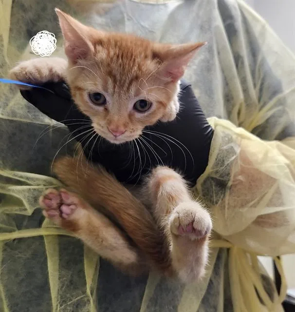 A baby small-sized female Domestic Short Hair cat named Fairytale for adoption in Pueblo, CO