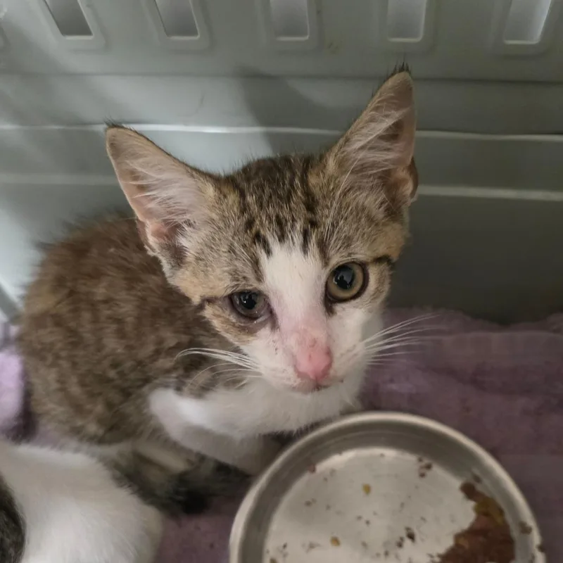 A baby small-sized male Brown / Chocolate Domestic Short Hair cat named Jack for adoption in Mount Juliet, TN