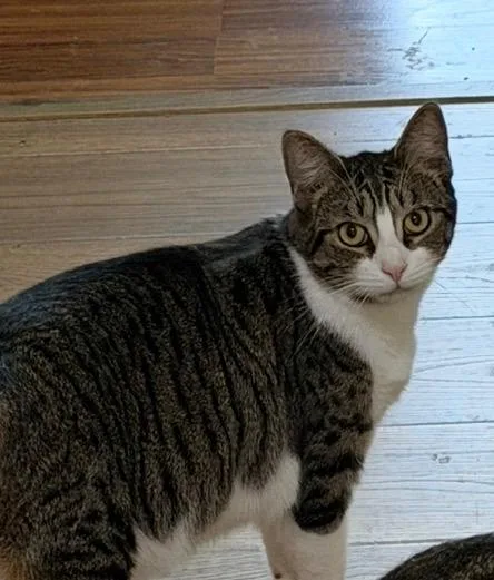 A baby large-sized male Tabby (Gray / Blue / Silver) Domestic Short Hair cat named Milo for adoption in Catasauqua, PA