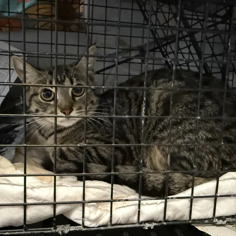 An adult small-sized female Brown / Chocolate Domestic Short Hair cat named Queen for adoption in Tuscaloosa, AL
