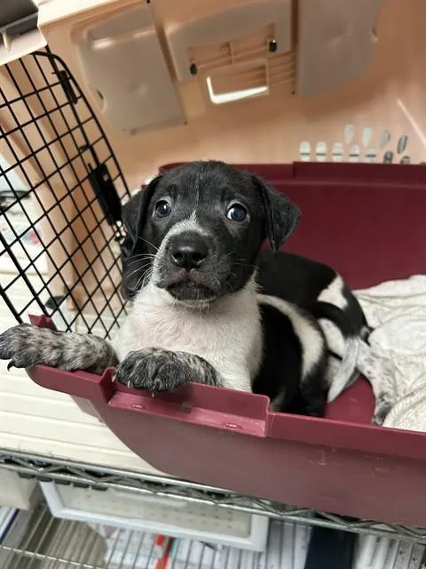 A baby small-sized female Black German Shorthaired Pointer dog named Mira for adoption in Thousand Oaks, CA