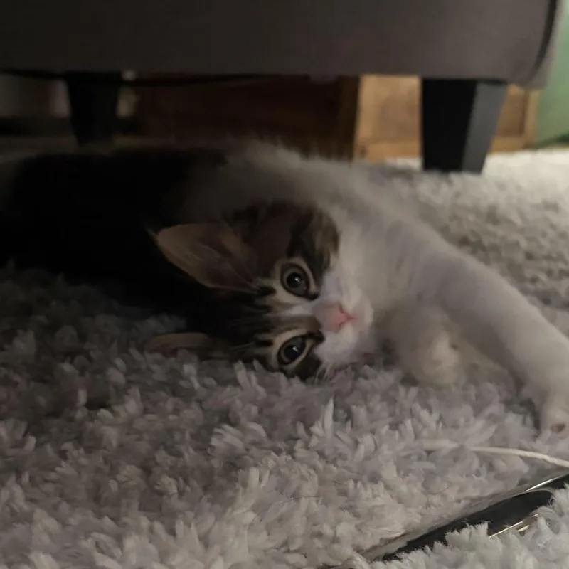 Amber thumbnail 5