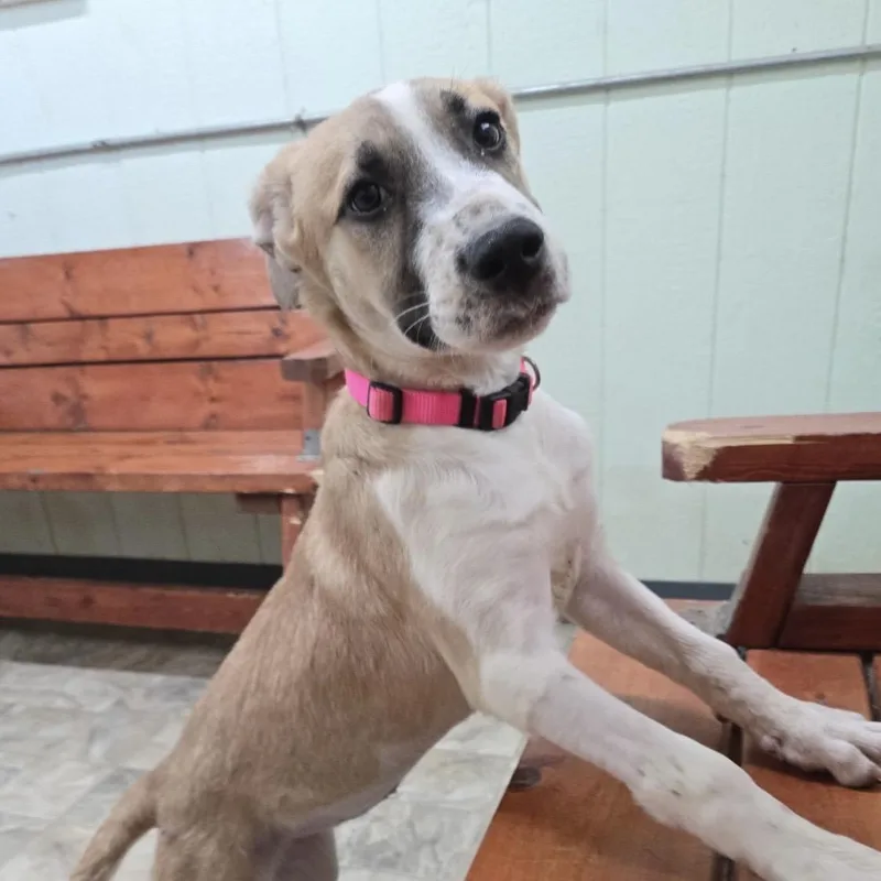 A young large-sized female Great Pyrenees dog named Jelly for adoption in Pilot Point, TX