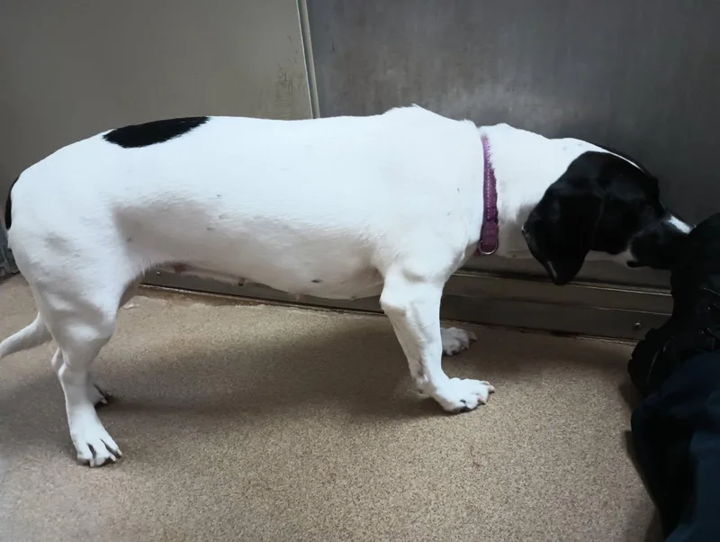 A young medium-sized female Basset Hound dog named Pickle for adoption in Petaluma, CA